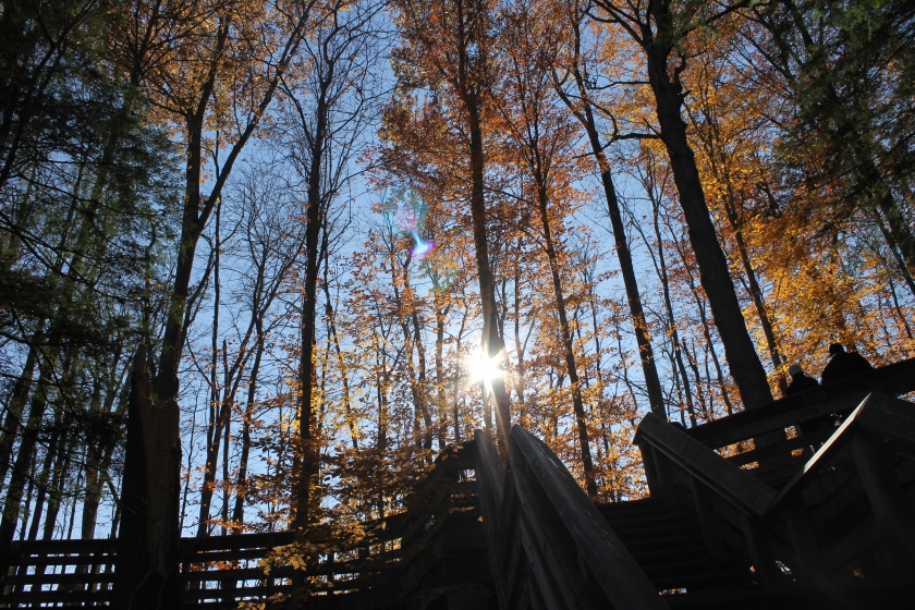 A picture taken in the woods during fall when the trees are radiant orange. The sun shines through the trunks toward the viewer.